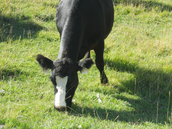 Grass-fed Angus on Montana's Mission Ranch Grass-fed Angus on Mission Ranch
